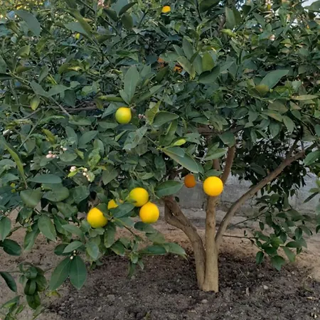 Pomegranates & Olives