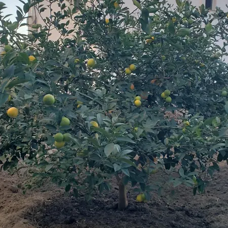 Apartment Pomegranates & Olives