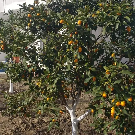 公寓 Pomegranates & Olives Durrës