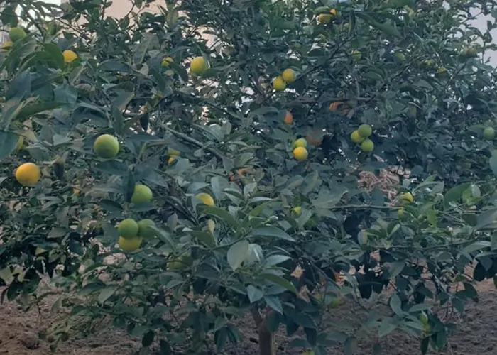 アパート Pomegranates & Olives