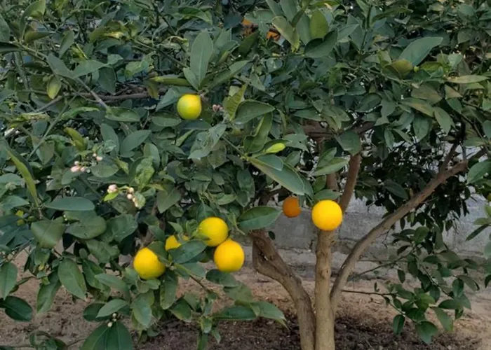 Pomegranates & Olives