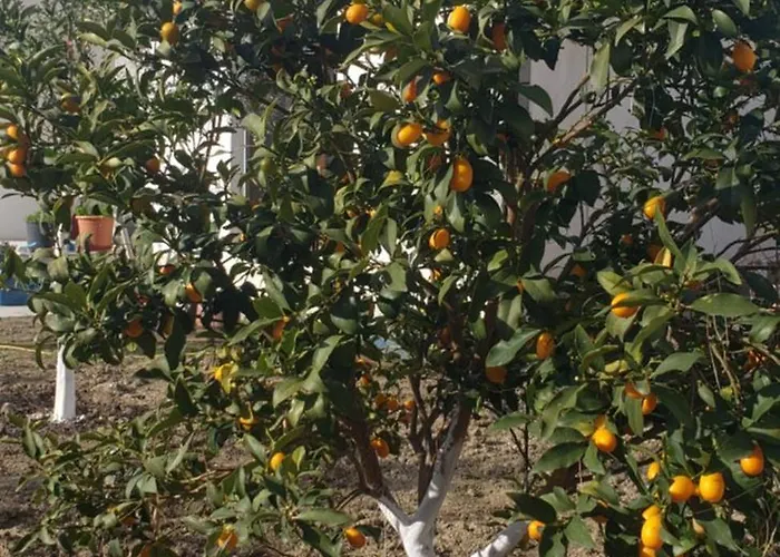 公寓 Pomegranates & Olives Durrës